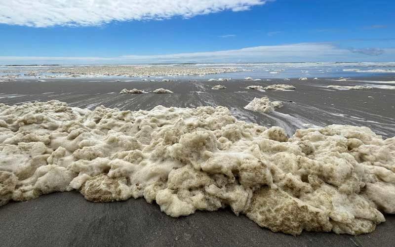 заостала густа прљава морска пена на плажи Форт Стивенса августа 2023. године