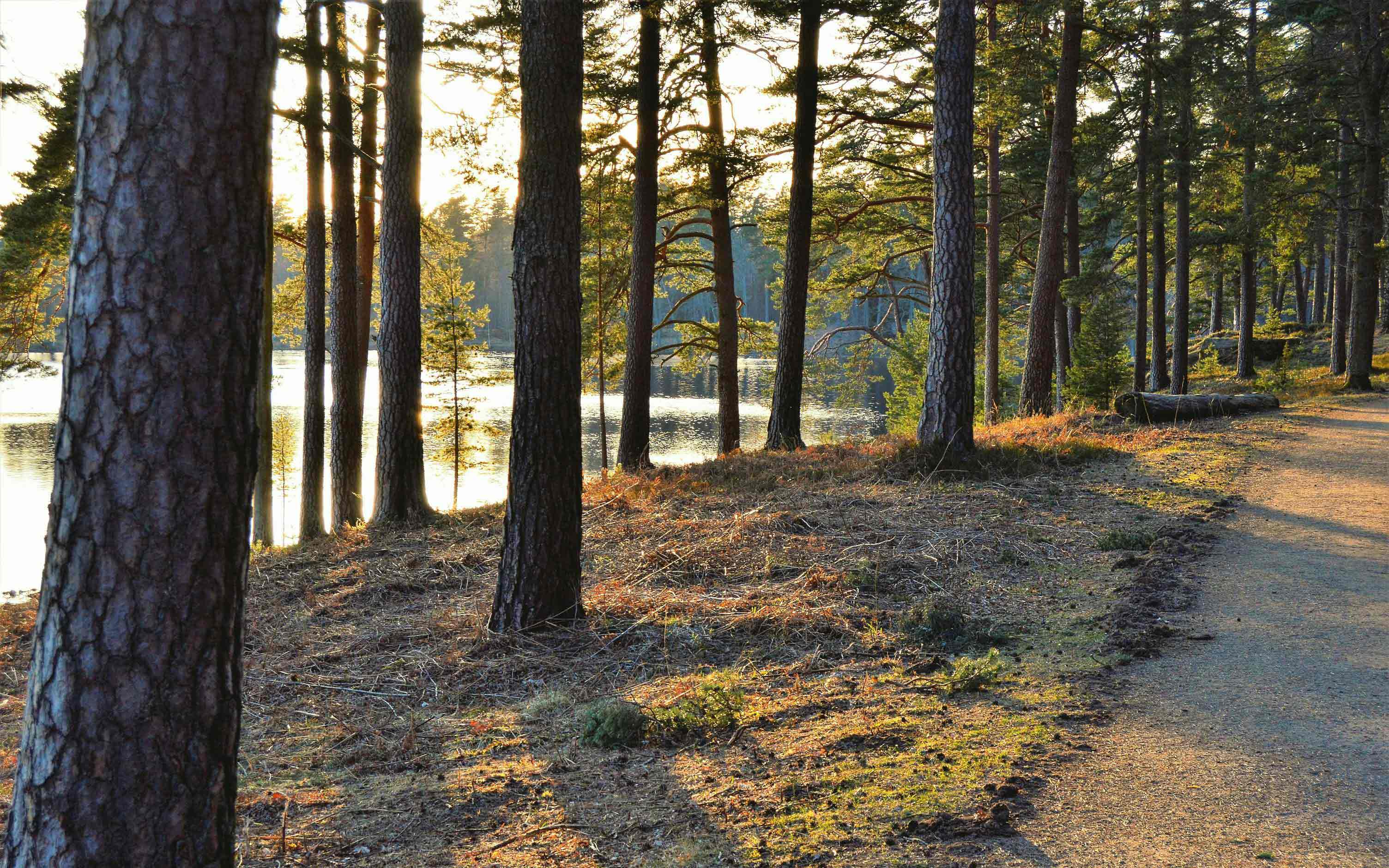 призор из Шведске, Jonathan Petersson | Pexels